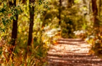 heritage-trail-lodge-margaret-river-forest-walks-header.jpg